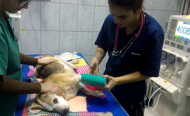 Veste bună pentru stăpânii de animale din România- necuvântătoarele pot face dializă- GALERIE FOTO