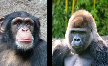 De cine suntem mai apropiaţi genetic – de cimpanzei sau de gorile?