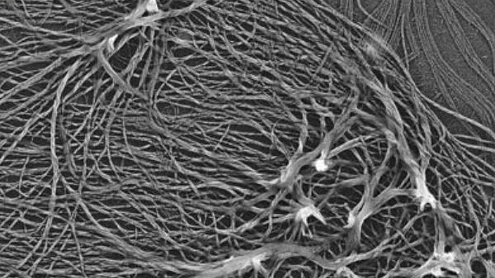 Plante fosile descoperite in reziduuri radioactive