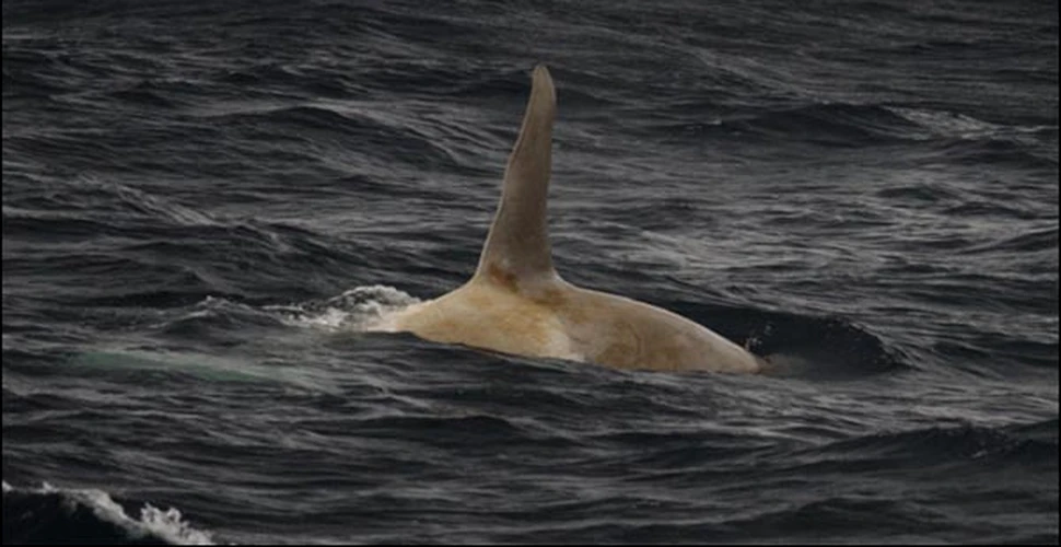 Balena alba descoperita in apele din Alaska
