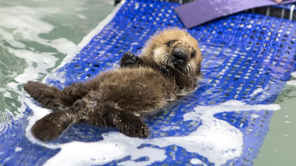 Îngrijitorii au învăţat un pui de vidră cum să înoate (VIDEO)