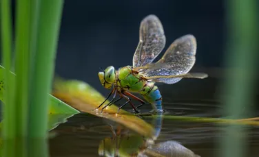 Aproape un sfert dintre speciile de apă dulce sunt amenințate de extincție