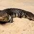 Cum au evoluat șopârlele australiene pentru a scăpa de incendii