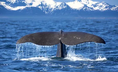 Oamenii de știință au identificat genele care ajută balenele să fie atât de mari