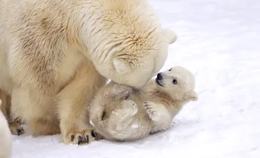 Cadou de Anul Nou: câţi urşi polari se vor naşte la sfârşitul acestui an?