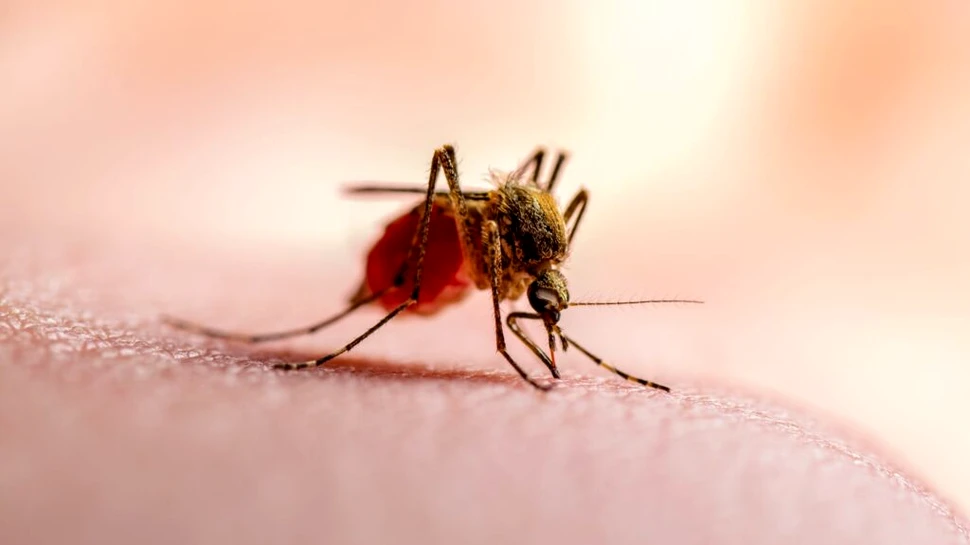 O echipă a creat materialul textil care te protejează de țânțari