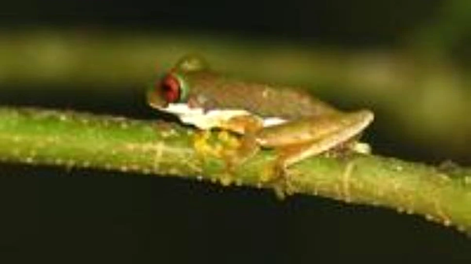 Cea mai rara broasca a fost, in sfarsit, fotografiata