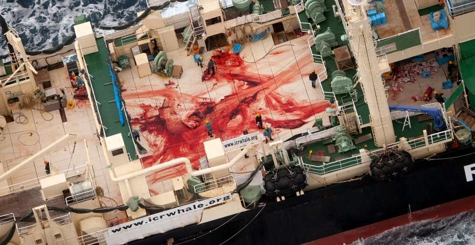 Japonia a ucis 251 de balene în ultima campanie în Antarctica, înainte să fie obligată să pună punct măcelului