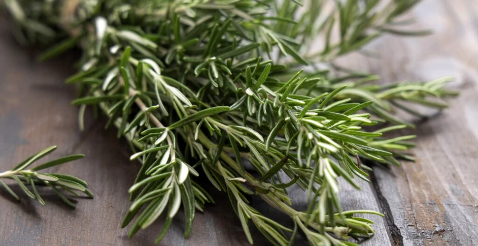 O plantă aromatică foarte populară ne-ar putea ajuta în lupta contra Alzheimer