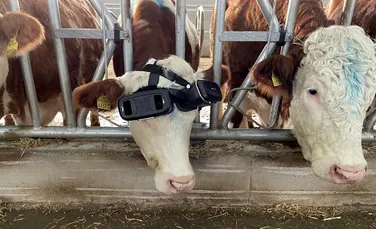 De ce își echipează fermierii vacile cu ochelari VR? Calitatea și cantitatea laptelui, în creștere