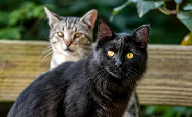 Pisicile au prieteni? Experții dezvăluie adevărul despre relația dintre feline
