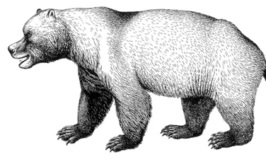 De ce au disparut ursii cavernelor ?