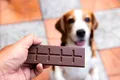 Interzis la ciocolată! De ce nu se pot bucura și câinii de acest răsfăț?