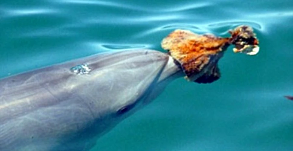 Delfinii vaneaza cu “arme”