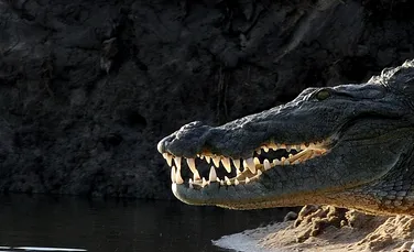 Este oficial: crocodilii au cea mai puternică muşcătură