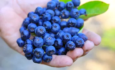 Superalimente uitate: ce surse valoroase am scos pe nedrept din dietă