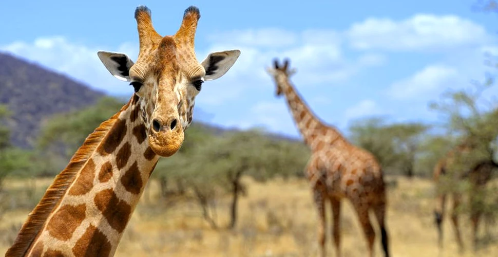 Girafele au fost puse pe lista animalelor pe cale de dispariţie