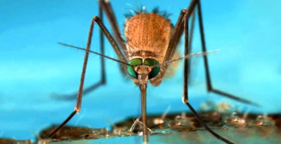 Sistemul imunitar al ţânţarilor poate ajuta în lupta împotriva malariei