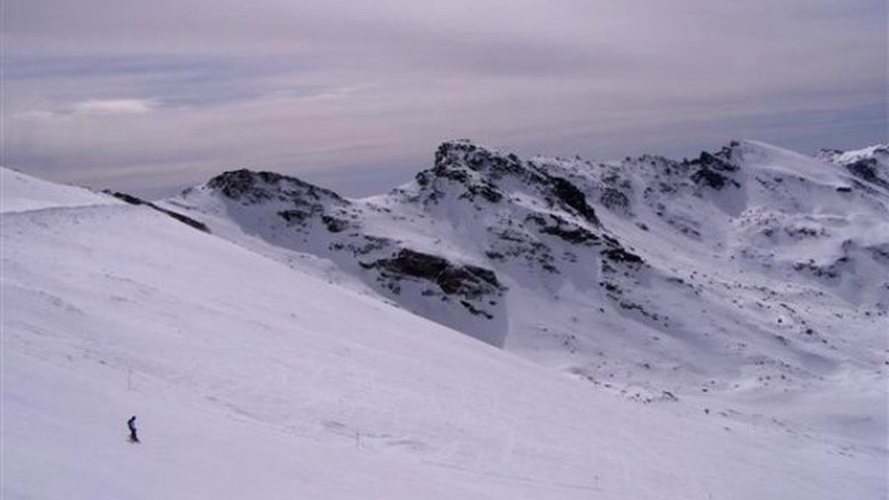 Hovawart