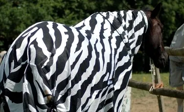 Cercetătorii au îmbrăcat caii în costume pentru a afla de ce au zebrele dungi