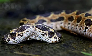 Un exemplar rar de viperă a lui Russell cu două capete a fost descoperit. Este unul dintre cei mai periculoși șerpi