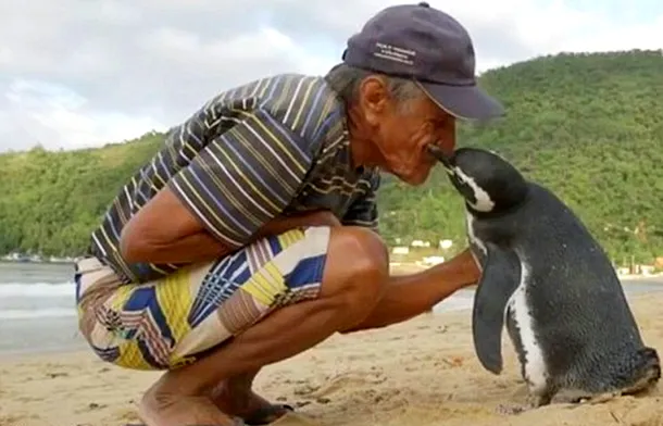 Joao Pereira de Souza a salvat un pinguin, iar aceste se reîntoarce anual să-l viziteze.  