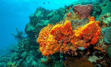 Oamenii de știință au identificat primele animale care au evoluat pe Pământ