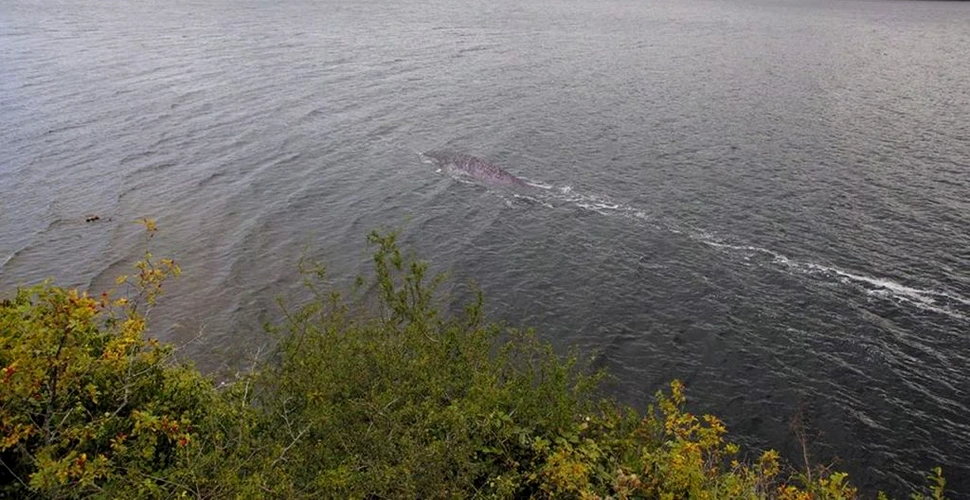 O nouă apariție a lui Nessie? O fotografie surprinsă recent pretinde să arate misterioasa creatură din lacul Loch Ness