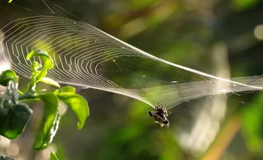 Pânza de păianjen poate stabiliza proteinele care suprimă cancerul