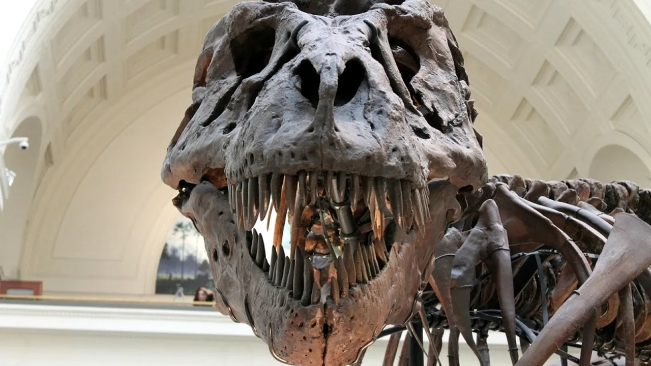 1-tyrannosaurus-447801-1280 