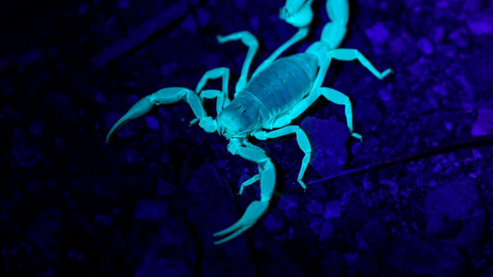 Veninul de scorpion, cercetat ca posibilă sursă pentru noi tratamente ale bolilor hepatice