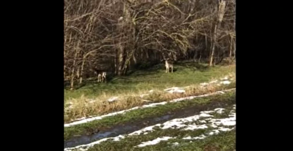 Imagini inedite cu cerbi lopătari, surprinse la marginea unei păduri din Parcul Natural Lunca Mureșului