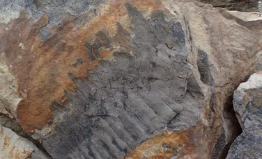 O fosilă dezvăluie cel mai mare miriapod care a trăit vreodată