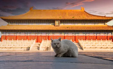 Primele pisici domestice au ajuns în China în urmă cu 1.400 de ani, arată un studiu