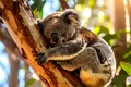 Test de cultură generală. De ce koala îmbrățișează mereu copacii?