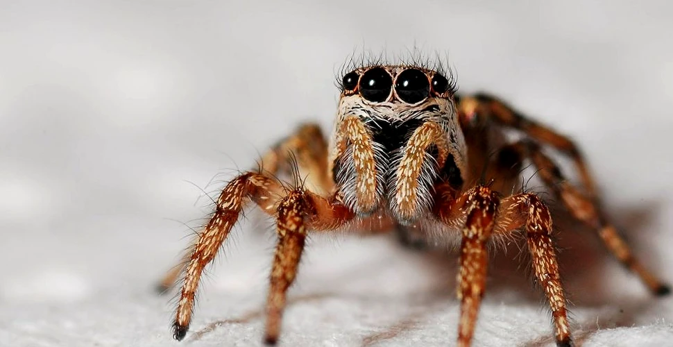 Încălzirea globală ar putea să facă păianjenii mai agresivi