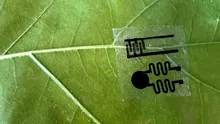 Ce vor să afle oamenii de știință cu ajutorul „smartwatch-urilor” pentru plante?