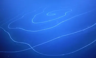 Un organism ”bizar”, descoperit în apele Australiei