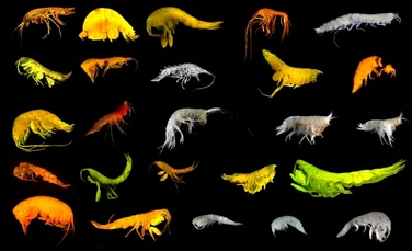 Zeci de specii necunoscute au fost descoperite într-o cercetare majoră în Oceanul Pacific