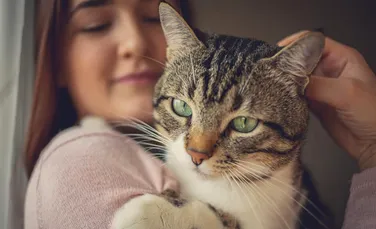 Cum își comunică pisicile adevăratele intenții? Un studiu a aflat ce fac felinele în absența oamenilor