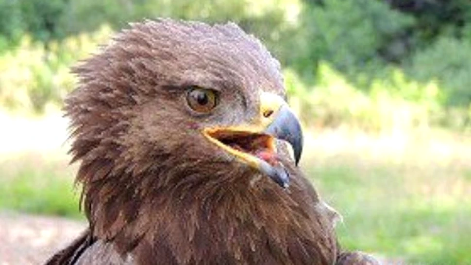 Arlie, cea mai iubită acvilă din România, a plecat spre Africa. Anul acesta a ocolit Bucureştiul