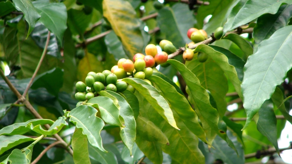 Încălzirea globală ne lasă fără ceaşca zilnică de cafea