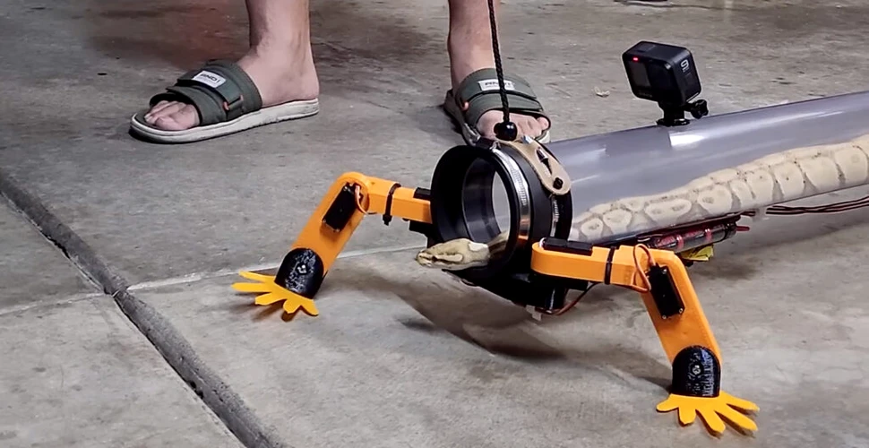 Un exoschelet robotic permite șerpilor să meargă pe patru picioare