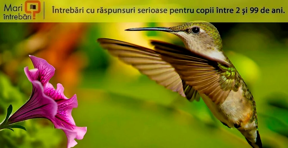 Care este singura specie de pasăre care poate zbura în sens invers?