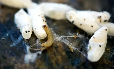 Viermii care descompun plasticul îi uimesc pe oamenii de știință