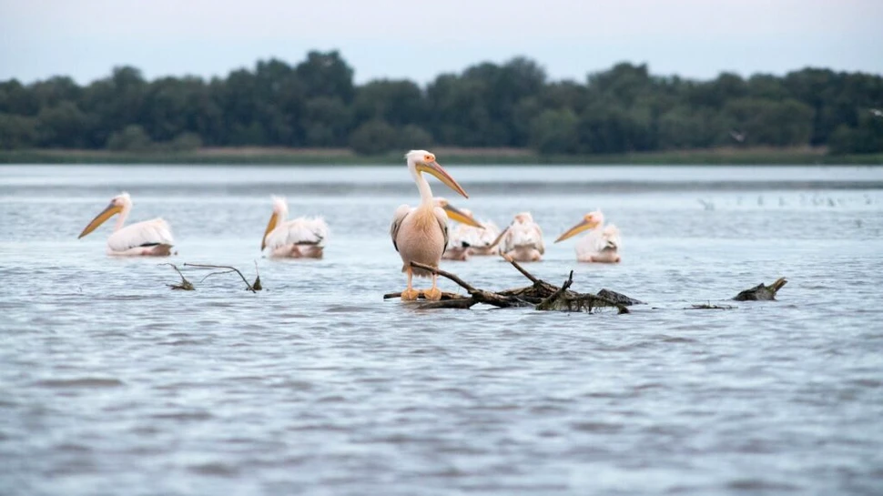 Delta Dunării – Între vis, ape și cântecul păsărilor