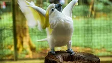 Papagalii cacadu adoră să danseze și au o multitudine de mișcări unice