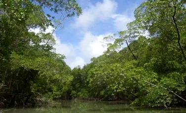 Defrisarea Amazoniei aduce noi probleme