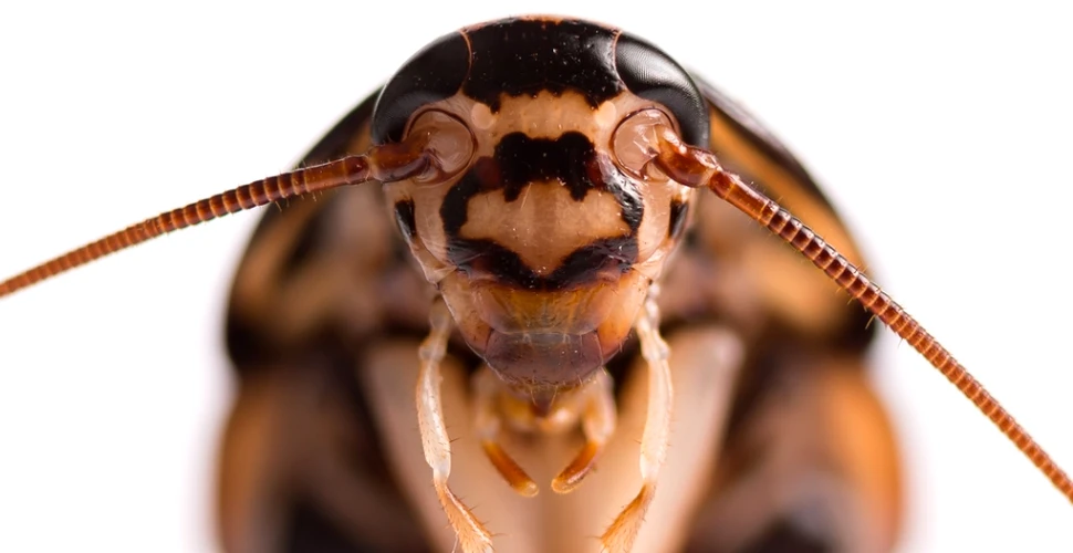 Katsaridafobia: de ce ne e silă de gândacii de bucătărie?