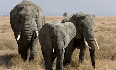 Dispariţia elefanţilor a dus la naşterea omului modern acum 400.000 de ani